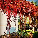 Lägenhetshotell L' Escala Resort 4*